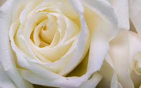 It's a hard request to meet for free. White Rose Hd Desktop Wallpapers Top Free White Rose Hd Desktop Backgrounds Wallpaperaccess