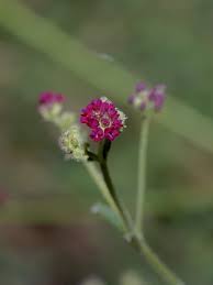 Image result for Boerhavia diffusa