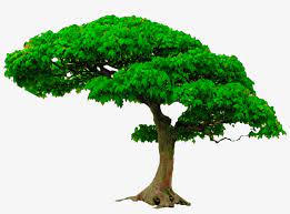 All New Tree Png Zip File Photoshop Editing Png Picsart Tree Png Free Transparent Png Download Pngkey Here on free pngs you can browse and download 170,000+ free transparent png images straight to your desktop.