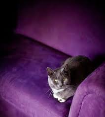 kitty looks beautiful in purple mor hayvanlar