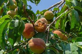 Even if you do need to resort to using a disease control to stave off a problem, you can most certainly avoid having to use synthetic chemical products. Why Is My Fruit Tree Dying Common Fruit Tree Pests And Diseases