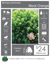 Image result for Murraya paniculata