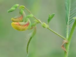 Image result for Aeschynomene heurckeana