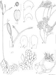 Image result for Inversodicraea