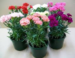 Maybe you would like to learn more about one of these? Buy Carnation Plant Online At Nursery Nisarga In India