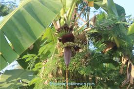 Puluhan ribu jenis gambar bunga dari pelepah pisang sangat banyak sekali jadi kalian tinggal pilih mana yang cocok dengan smartphone kamu, dan dengan gambar anda simpan dengan free. Gambar Bunga Pisang Kusnantokarasan Com