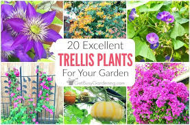 What flowers grow best in containers? 20 Excellent Trellis Plants For Your Garden Get Busy Gardening