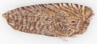 Image result for Cydia microgrammana