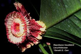 Image result for Lecythidaceae