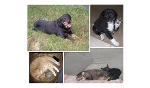 Pet vaccine clinic near north park, ca, contact abc vets today to schedule an appointment. Spring Rabies Clinics Offer Walk Up Rabies Shots And More The Grey Area News