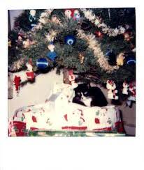 pin by j e hart on vintage cat photos holiday decor vintage cat christmas tree