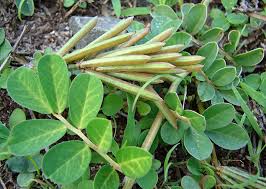 Image result for Indigofera circinella