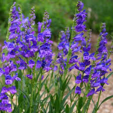 Penstemon 'delft blue riding hood' pp23,065. Plant Encyclopedia Phoenix Perennials And Specialty Plants