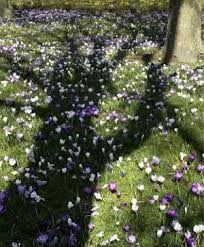 For one thing, grass is a major food source all over the world. Crocus Hort Tips