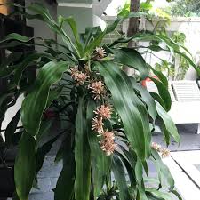 Image result for Dracaena fragrans