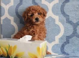 Toy Poodle Cinsinin Kendi Irkina Ozgu Ozellikleri