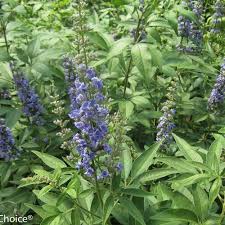 Image result for Vitex sp. A