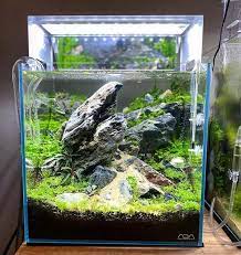 Planted Aquarium Ideas Freshwater Plants Aquarium Planted Aquarium
