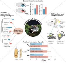 Watch this older (1980's), animated version of the yeh shen story, put together by cbs's storybreak. Pihiyiw6lpbwwm