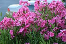 Maybe you would like to learn more about one of these? Piante Velenose Da Evitare In Un Giardino Con Bambini Crea Giardino Piante Velenose Bambini