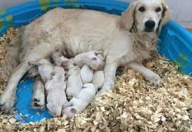 Golden retriever puppies maine adoption. Golden Retriever Puppies Florida Adopt Petfinder