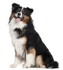 Check spelling or type a new query. Australian Shepherd Miniature Dog Breed Information Continental Kennel Club