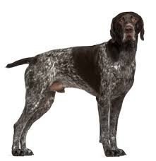They are various types of pointers, but we will focus on the german short haired pointer. Breed Of The Week The German Shorthaired Pointer Simply For Dogs