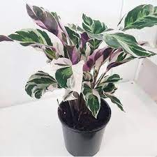 Jangan kuatir untuk kamu yang membeli cabe hias ini di tempat kita kamu bakal meraih beli bibit cabe unik. Jual Bibit Tanaman Hias Calathea White Fusion Kota Batu Kios Tanaman Online Tokopedia