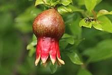 So only one tree is needed to set fruit. Pomegranate Wikipedia