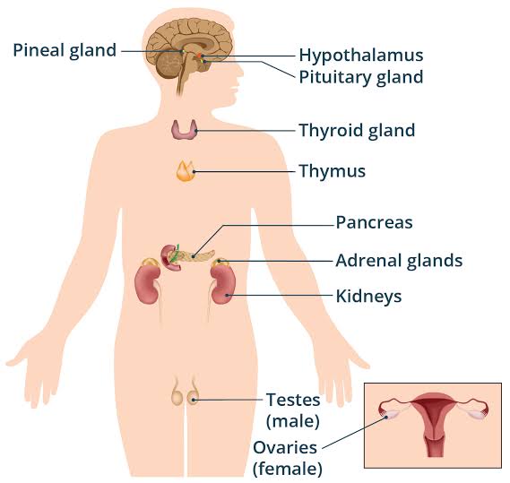 The human endocrine system, AI generated