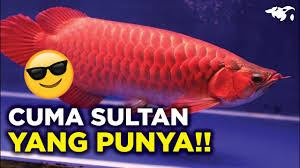 We did not find results for: Gampang Gini Cara Ngasih Makan Ikan Palmas Albino Pada Ngambek Sampe Rebutan Youtube