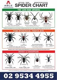 able spider chart able pest control