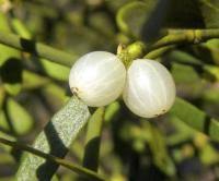 Image result for Osyridicarpos