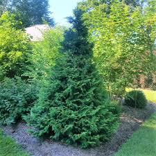 Is more shade tolerant than and is an interesting alternative to ground cover junipers. Soft Serve False Cypress Tree Naturehills Com
