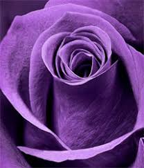They symbolize a woman's behavior more. Violet Color All About Violet Color Meaning In One Place About Colors