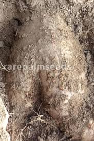 Image result for Hymenodictyon austro-africanum