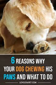 Why Does My Dog Chew His Paws 6 Reasons And Treatments Love Of A Pet In 2020 Dog Chews Dogs Dog Allergies