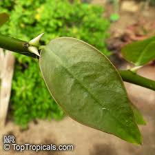 Image result for Pereskia aculeata