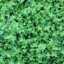 We did not find results for: Herbal Groundcovers Dave S Garden