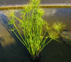 Image result for Cyperus sp. no. 1