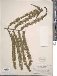 Image result for Amblovenatum opulentum