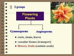 Check spelling or type a new query. Classification Of Plants