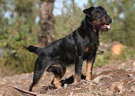 Black And Brown Terrier Breeds Jagdterrier Deutscher German Hunt Terrier Irish Black And Tan Jack Russell Terrier Aislinge Bray Terriers Purebred Dogs Dog Breeds Farm Dogs