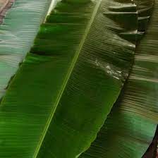 Tahap awal mengolahnya adalah kupas jantung pisang perhelai sampai bagian kuningnya saja yang tersisa. Jual Produk Daun Pisang 1kg Segar Termurah Dan Terlengkap Juli 2021 Bukalapak