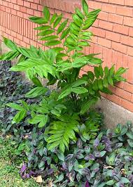 Image result for Chamaedorea microspadix