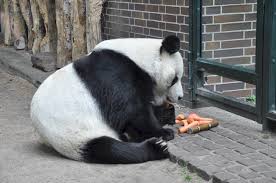 Pantera negra, cachorro mecânico, gatinho, panda, shiba, robô, lontreta, poring, falcão, dom pisante. 151 Cute And Funny Panda Names Animal Hype