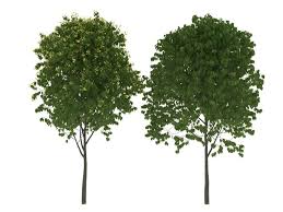 Blooming Tilia Linden Free Trees 3d Models 3d Model 3d Tree Bloom