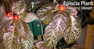 Episcia Plant Care How To Grow The Flame Violet Plants Hanging Plants Indoor Hanging Tomato Plants
