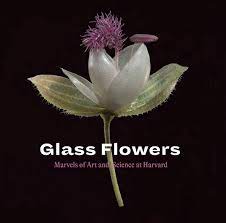 Source superlative products from trustworthy. Glass Flowers Marvels Of Art And Science At Harvard Brown Jennifer Fulton Scott E Pfister Donald H Kent Natalja 9781785512247 Amazon Com Books