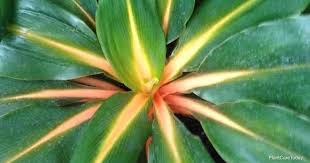 Image result for Chlorophytum filipendulum